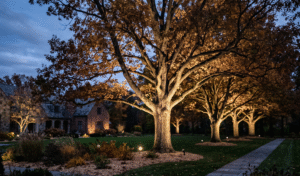 Professional uplighting illuminates a row of mature oak trees at dusk on a large Western New York estate, installed by Marbel Landscaping.