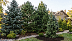 Specimen evergreen trees and weeping white spruce installed for instant backyard privacy screening by Marbel Landscaping in Western New York.